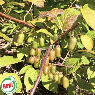 Kiwi Thumbnail